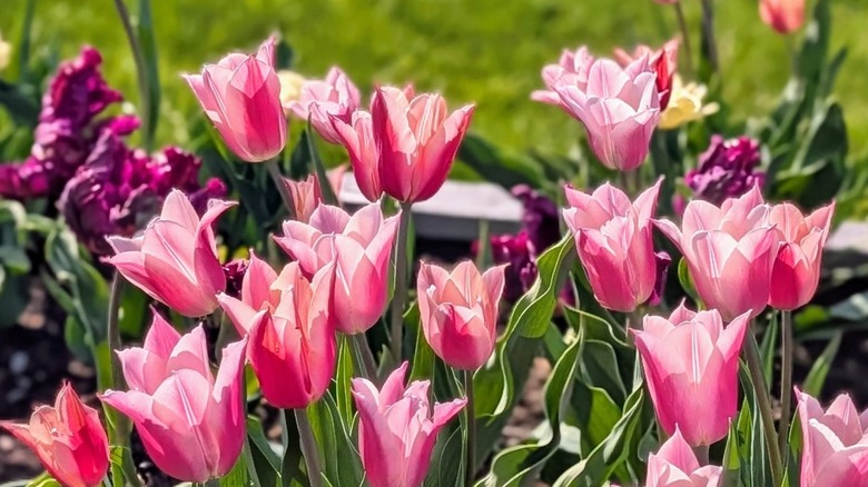 Close up of tulips in Martha Stewart's yard