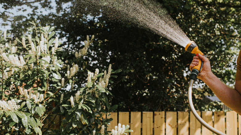 A person watering an outdoor garden