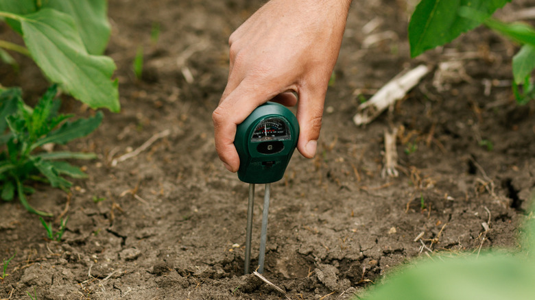 A hand inserting a moisture meter into soil