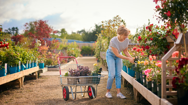 Woman picking out roses at a plant center