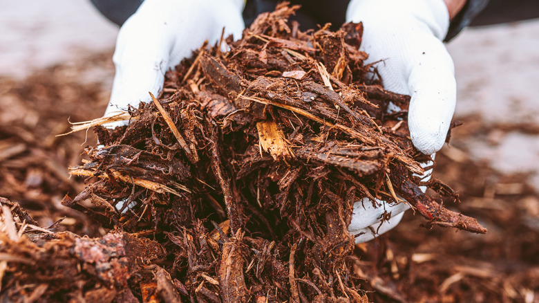Gloved hands holding mulch
