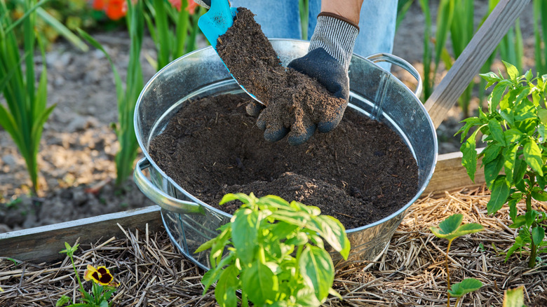 Gloved hands pull compost out of a bin and put it into a raised garden bed