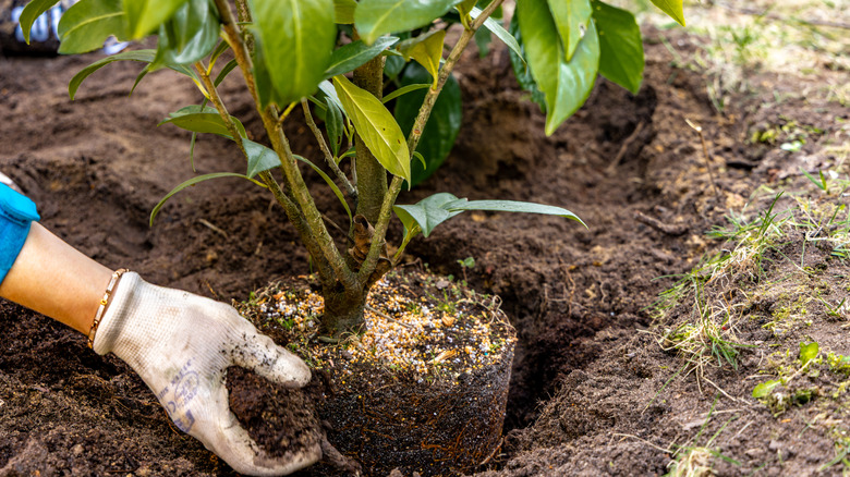 A hand lowering a young shrub into a hole