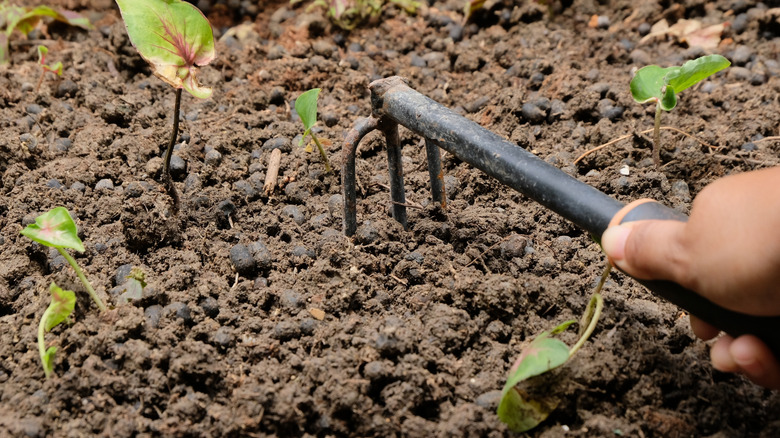 Hand-tilling the soil around planted seeds
