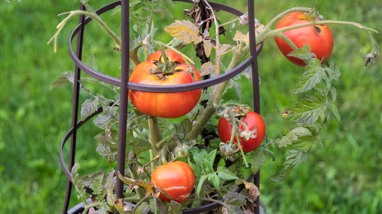 Tomato growing in plant cage