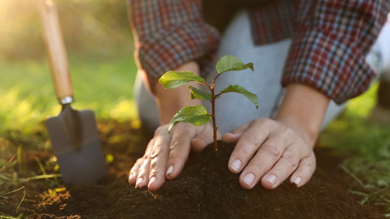 A person plants a young plant in soil