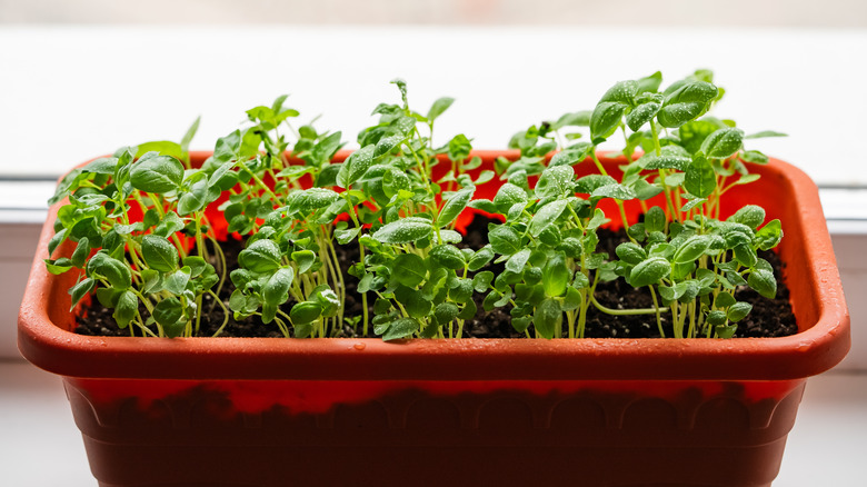 Windowsill planter filled with small basil plants