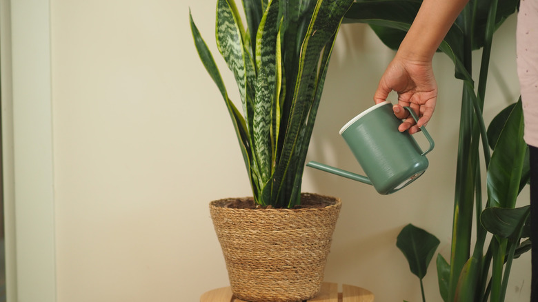 A hand watering a large snake plant with a watering can.