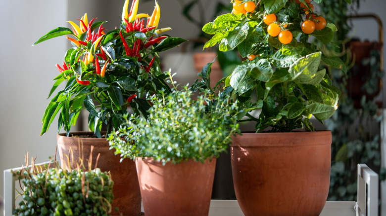 Three blooming houseplants in terra cotta clay pots.