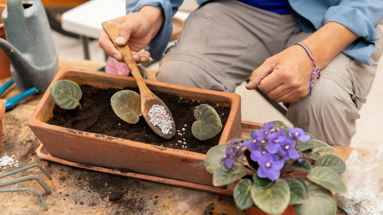 Someone holding a wooden spoon and adding fertilizer to a plant pot.