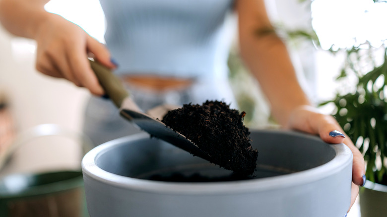 A close up on hands holding a spade shovel of soil and putting it into a pale blue pot.
