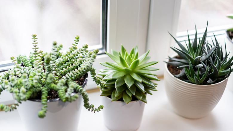 Three succulents sitting on a windowsill.