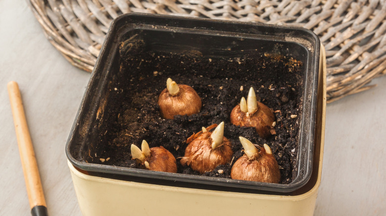Five bulbs planted in an indoor pot.