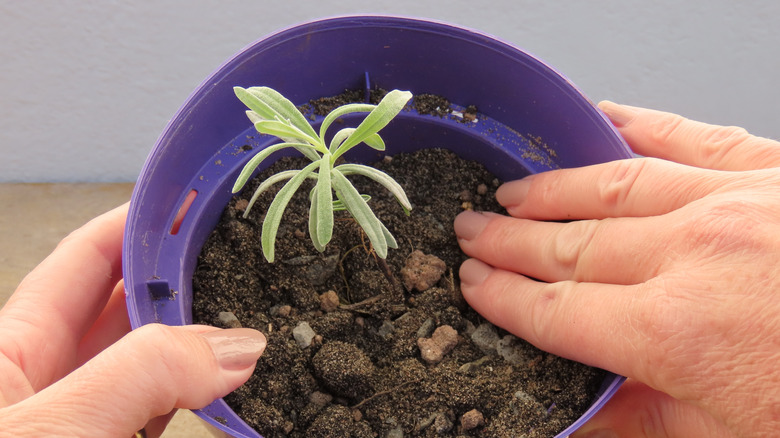Hands touching soil in a purple plastic pot with a small green shoot poking through.