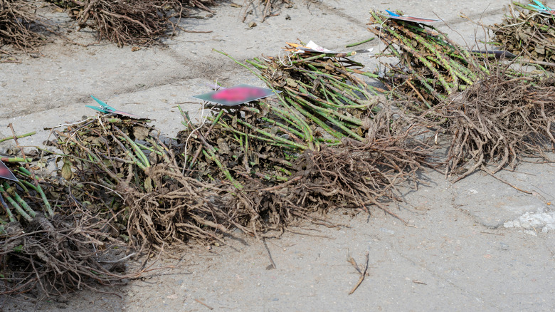 Bare roots of rose bushes at a farmers' market.