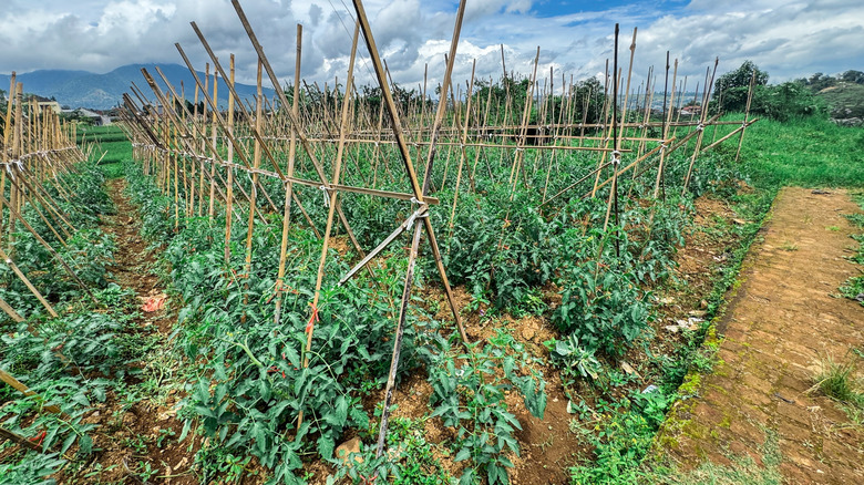 Tomato plants growing in rows on bamboo stakes.