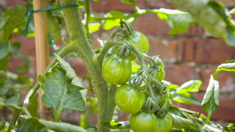 Unripe tomatoes with stem tied to a bamboo pole.