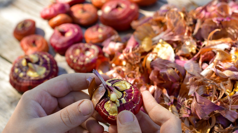 Preparation and planting of gladioli bulbs in the ground.