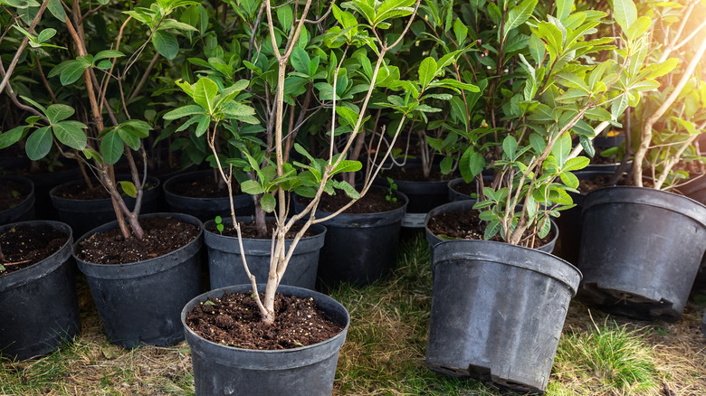 small plastic pots with rhododendron azalea flower bushes prepared for planting