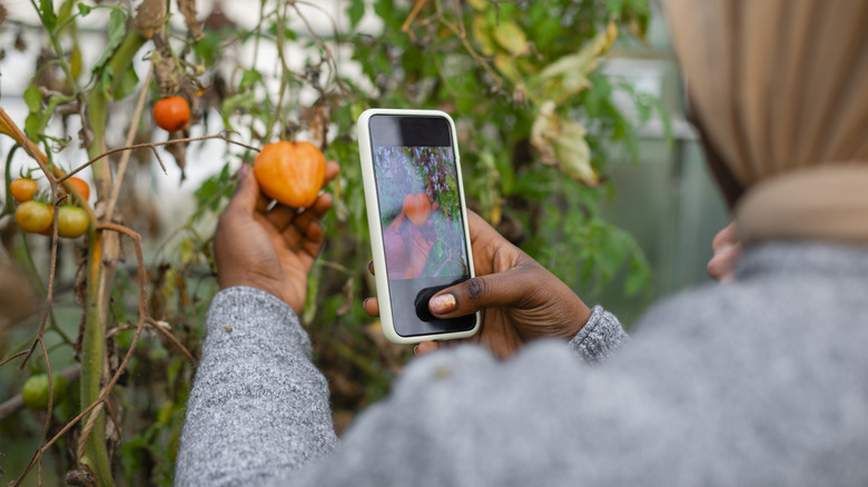 Person taking a photo of a tomato on the vine