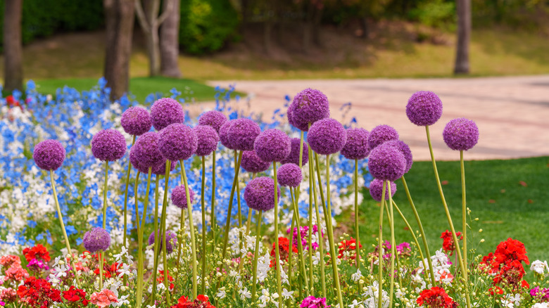 Garden landscape with purple Giant allium (Allium giganteum) flowers in early summer