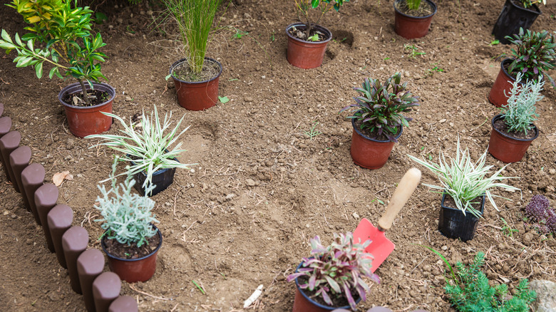 Potted plants laid out for a garden design