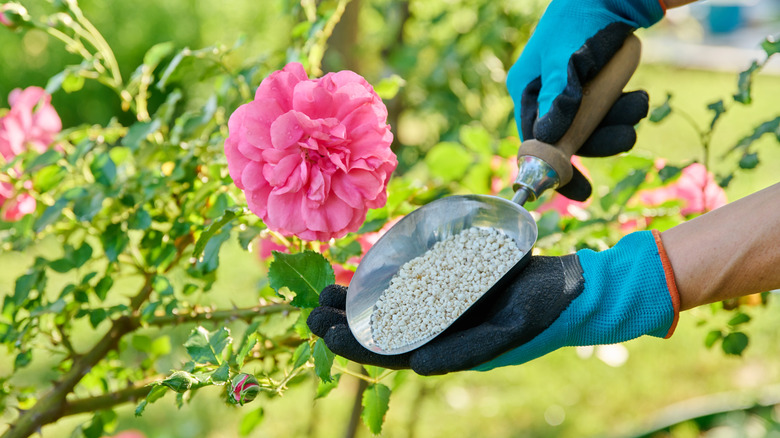 Granular mineral fertilizers for rose plants