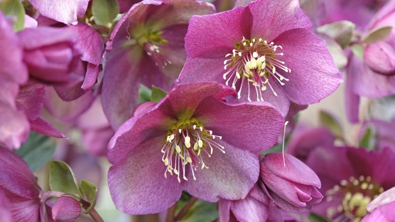 Pink Hellebores, hellebore 'Anna's Red' or lenten rose, in flower