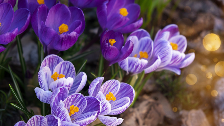 Blooming crocuses in morning sunlight