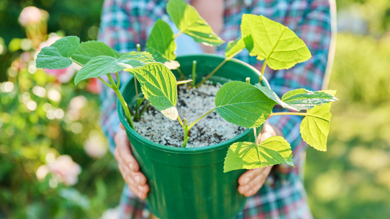 Gardener holding rooted hydrangea cuttings in a pot