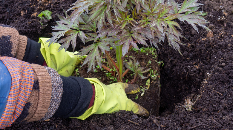 A gardener plants a peony bush