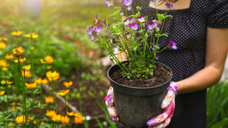 Person holding a pot with pansies