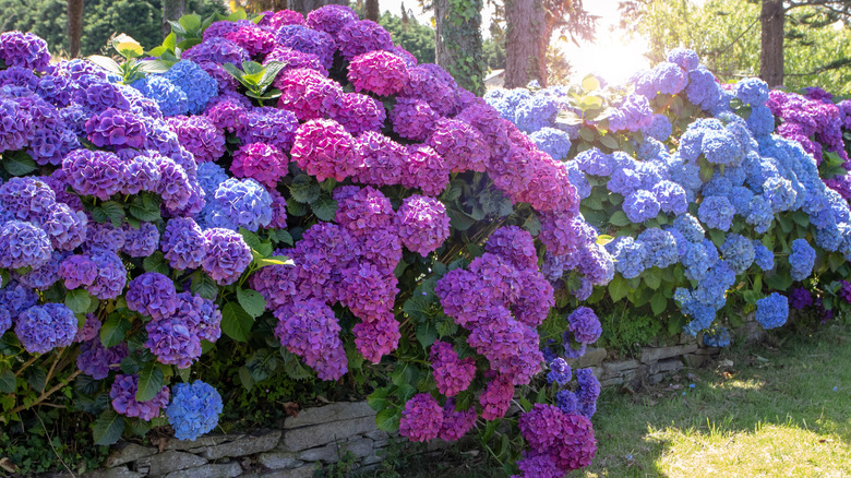 Blue and purple hydrangea bushes.
