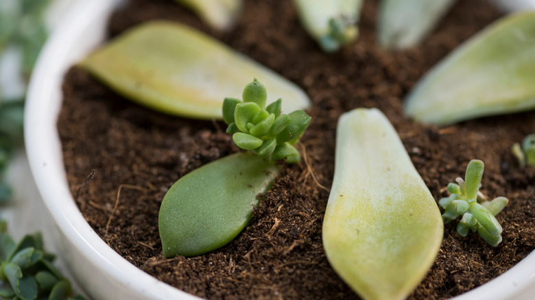 Succulent leaves propagating in a pot