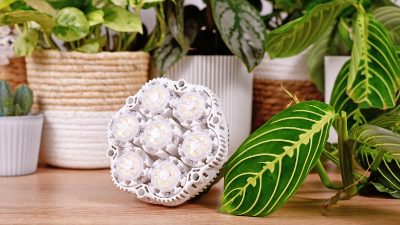LED grow light beside houseplants