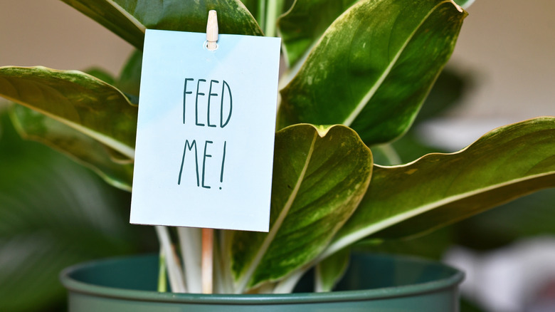 houseplant with "feed me" sign