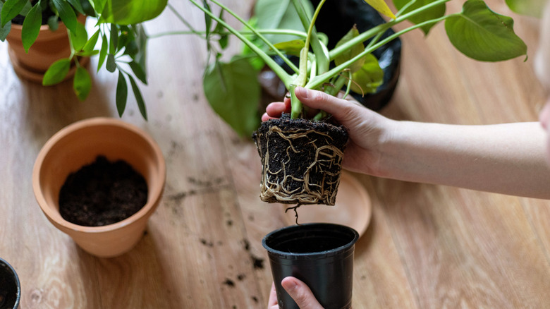 person holding plant with root ball for repotting