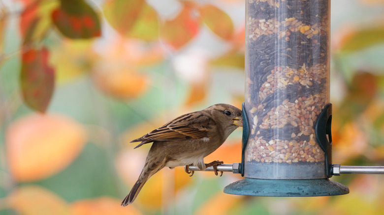 Bird eating seed in a feeder