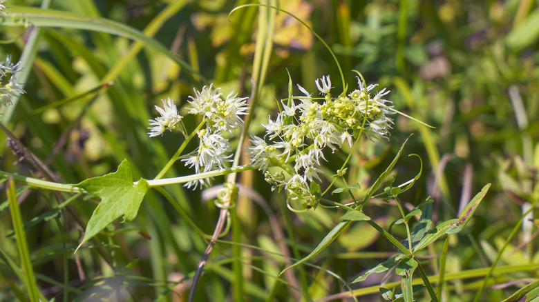 closeup on wild cucumber flower