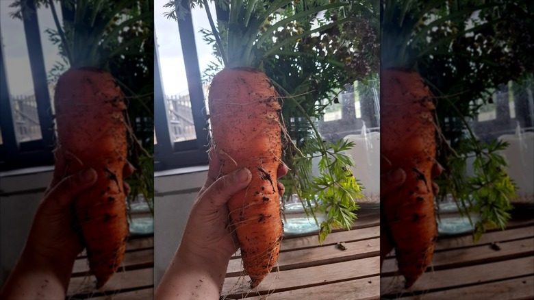 Closeup of amateur gardener's hand holding up massive carrot
