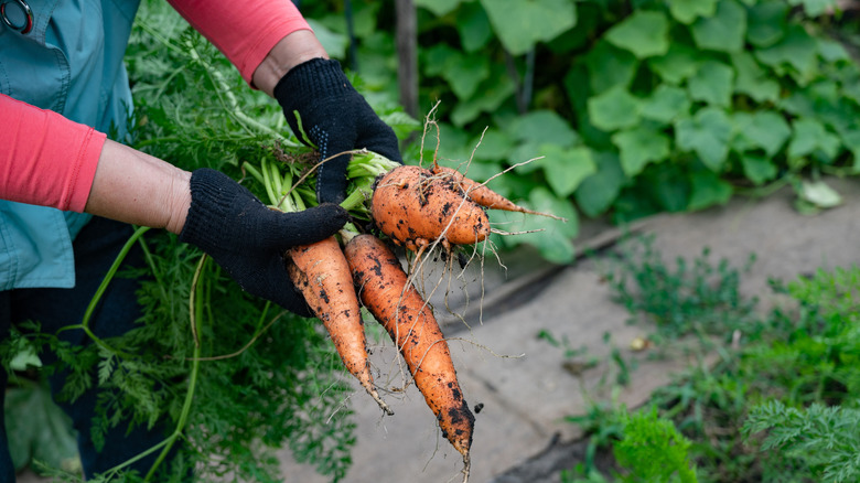 Closeup of person's hands holding a bunch of freshly harvested carrots