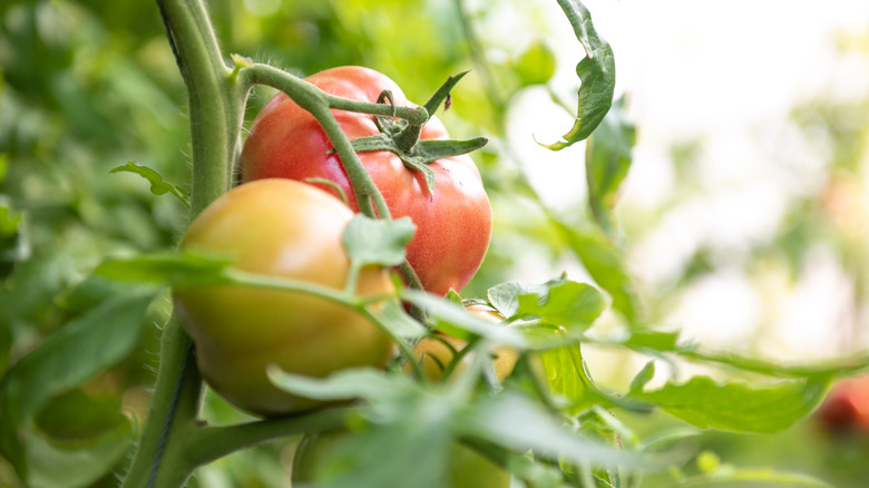 A fully ripened and partially ripened tomato on a green stem.
