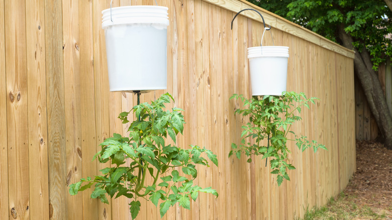Tomato plants growing out the bottom of plastic buckets hanging on a fence.