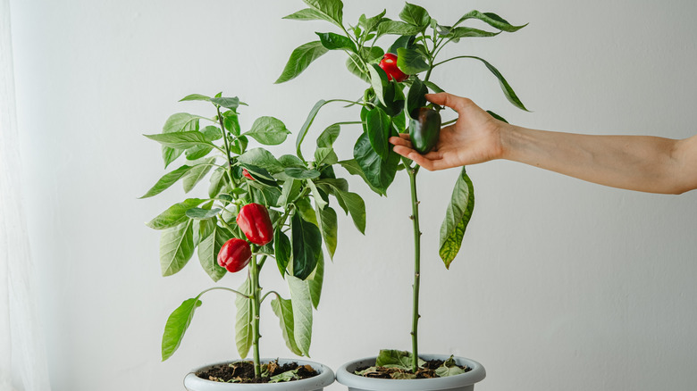 Hand displaying a potted bell pepper plant
