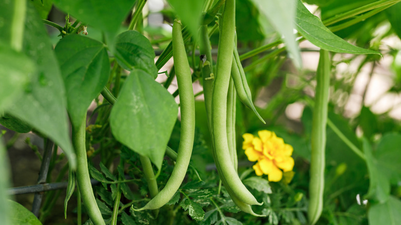 Green beans growing in the garden