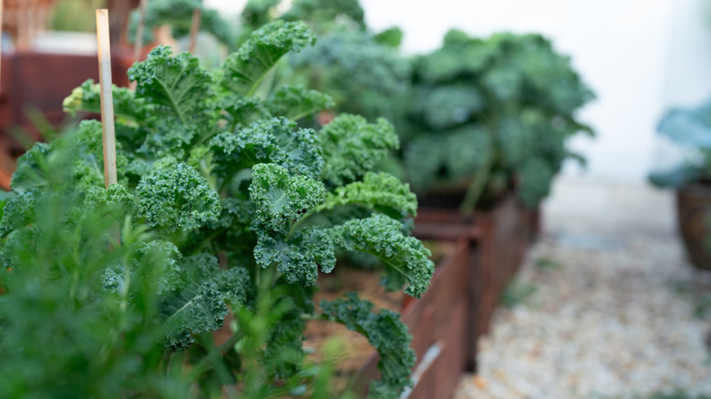 Kale in a garden container