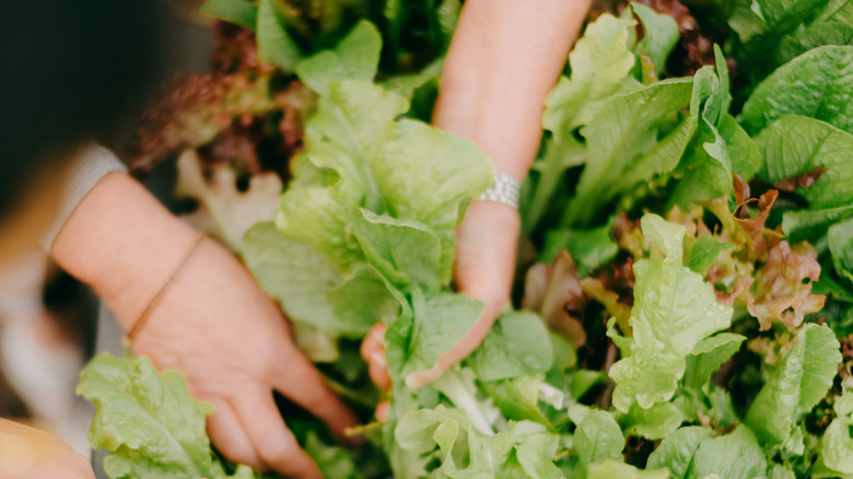 Person harvesting lettuce
