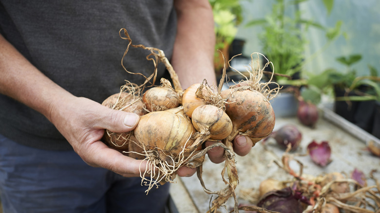 Person harvesting yellow onions from garden