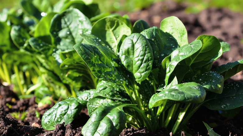 Spinach plants growing in soil