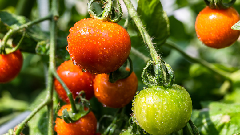 Tomato plant with red and green tomatoes